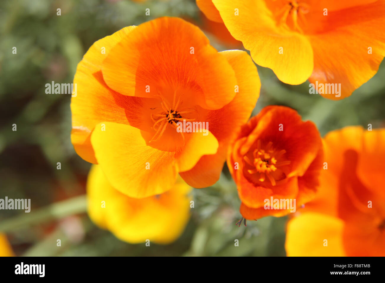 Pavot de Californie (Eschscholzia californica) des fleurs orange avec des veines rouges Banque D'Images