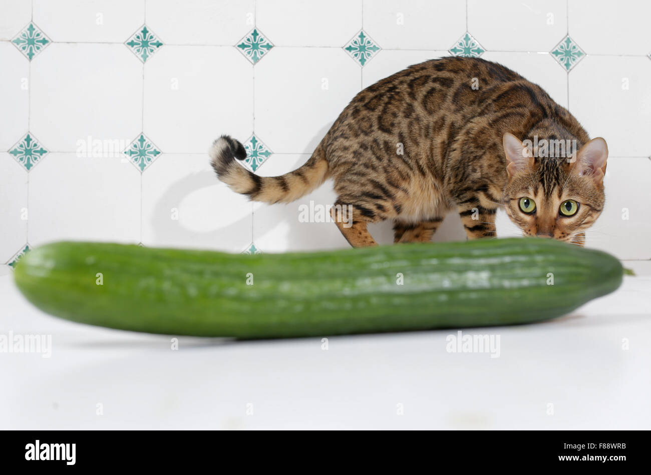 Hambourg Allemagne 08th Nov 15 Un Chat Se Retire A Partir D Un Concombre A Hambourg Allemagne 04 Decembre 15 Une Nouvelle Tendance A Emerge En Ligne Personnes Lieu Secretement Un Concombre Hambourg Allemagne 08th Nov 15 Un Chat Se Retire A Partir D Un Concombre A Hambourg Allemagne 04 Decembre 15 Une Nouvelle Tendance A Emerge En Ligne Personnes Lieu Secretement Un Concombre
