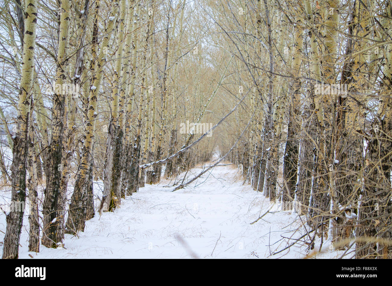 Paysage d'hiver d'un peuplier dans une rangée Banque D'Images