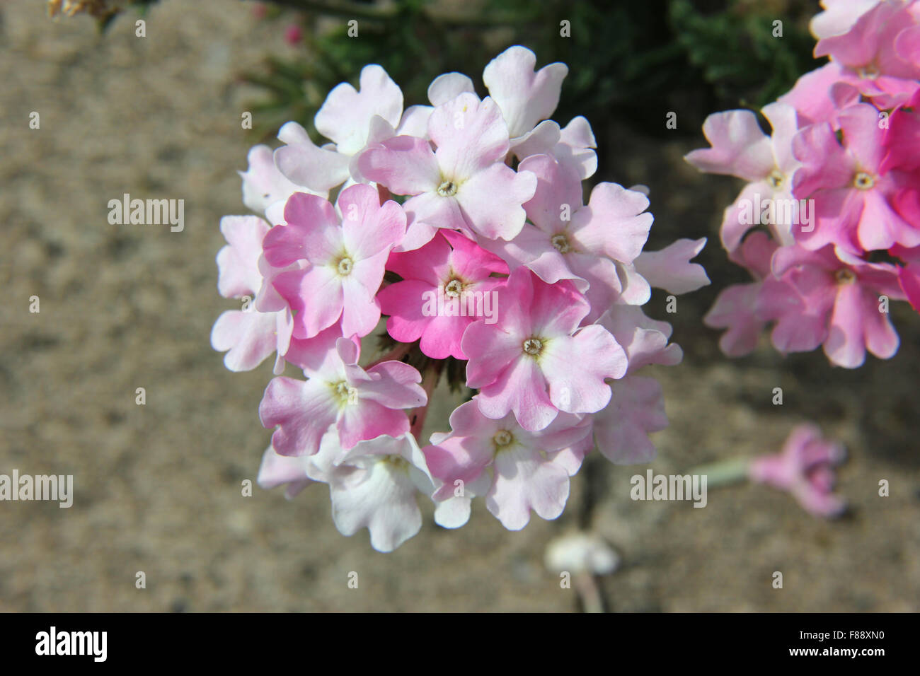 Rose et blanc verveine (vervain), flowerhead avec coloration asymétrique  Photo Stock - Alamy