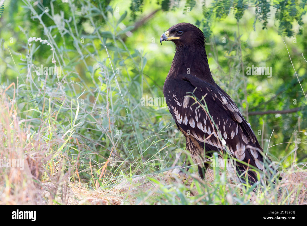 Spotted Eagle plus juvénile, debout sur l'herbe, Salalah, Oman, Dhofar (Clanga clanga) Banque D'Images