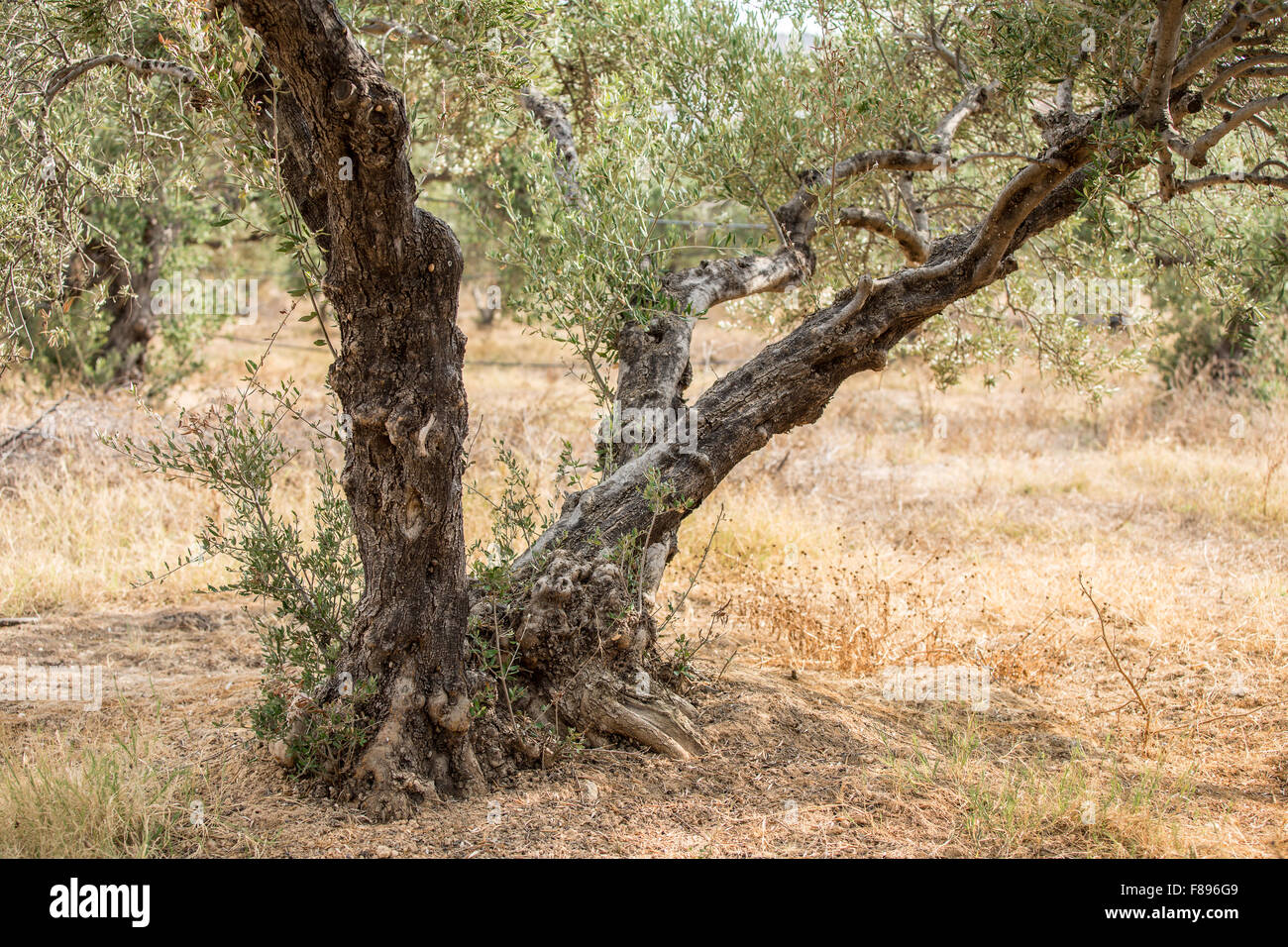 Dans le jardin des oliviers. Banque D'Images