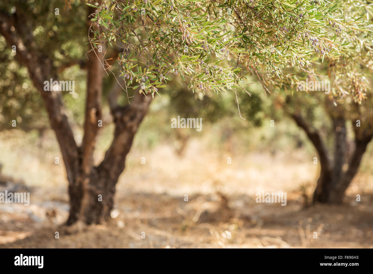 Dans le jardin des oliviers. Banque D'Images