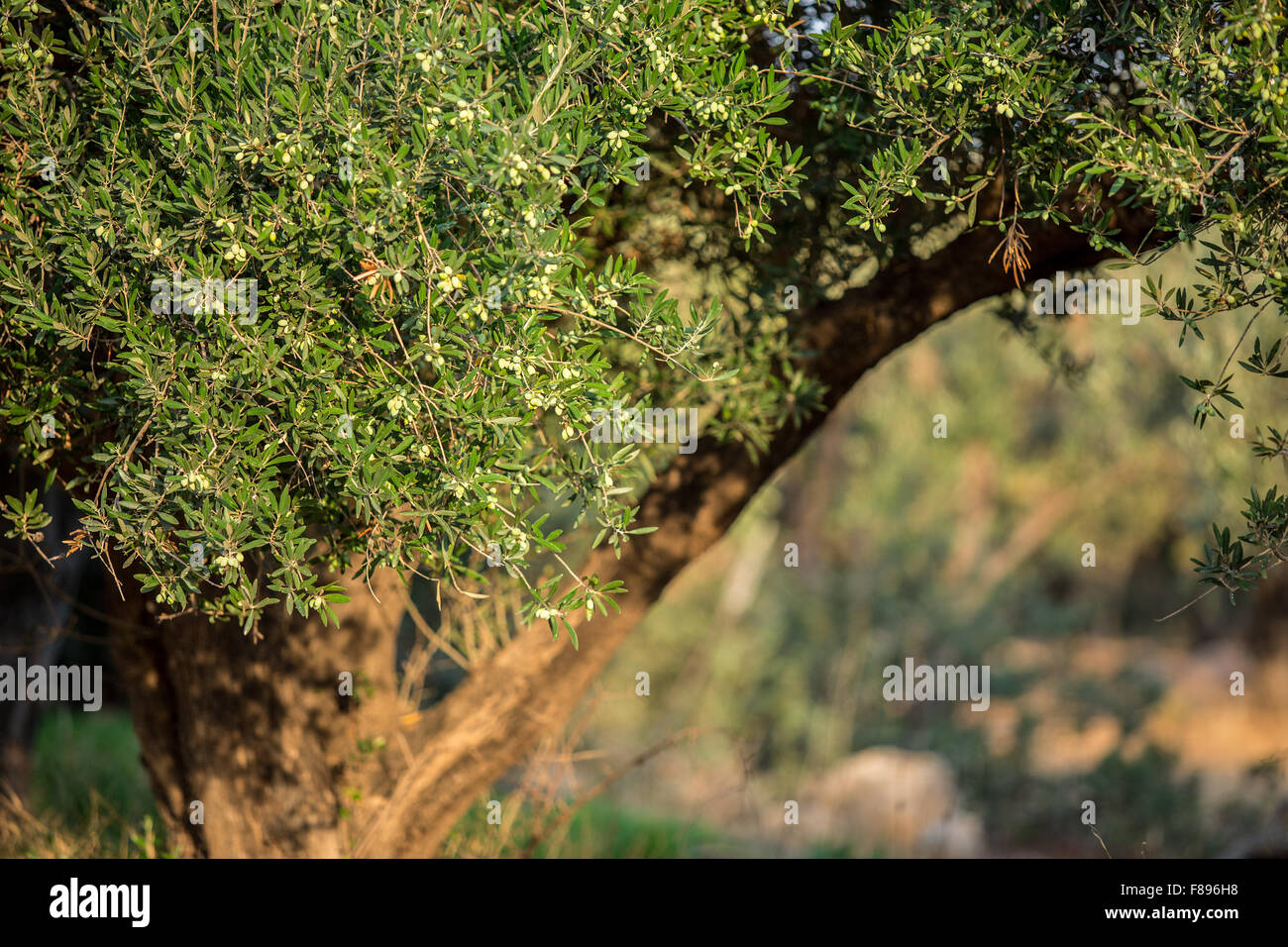 Dans le jardin des oliviers. Banque D'Images
