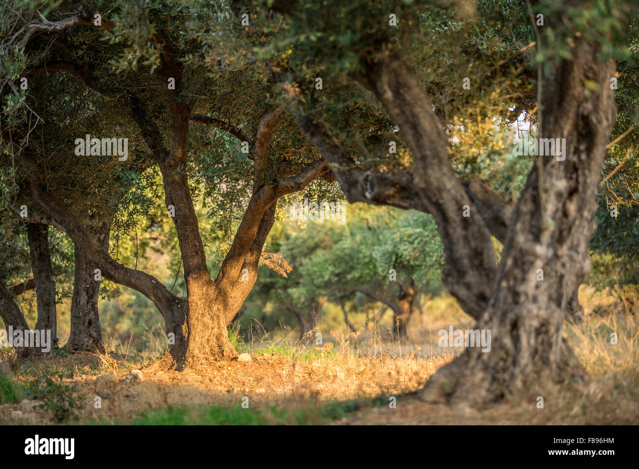 Dans le jardin des oliviers. Banque D'Images