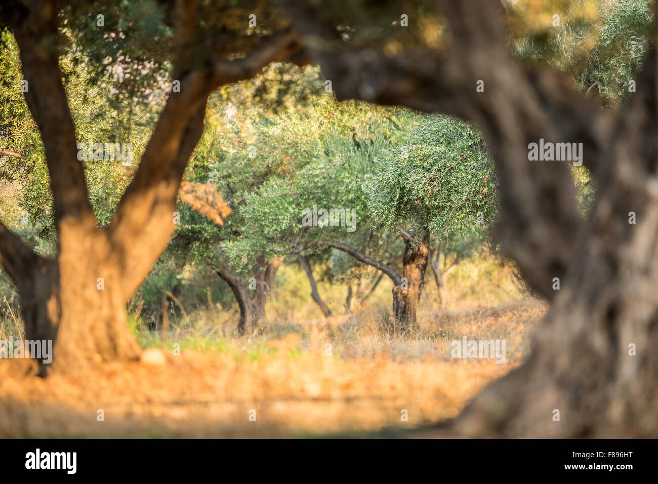 Dans le jardin des oliviers. Banque D'Images