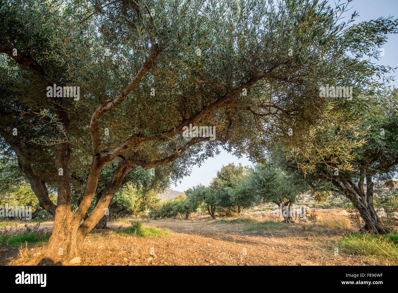 Le jardin des oliviers. Longue rangée d'arbres sur le fond de ciel. Banque D'Images