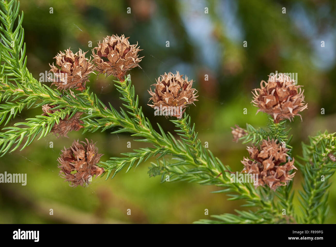 Cèdre du Japon, société Sicheltanne, Sichel-Tanne, Société Zeder, Sugi, Cryptomeria japonica, Cupressus japonica Banque D'Images