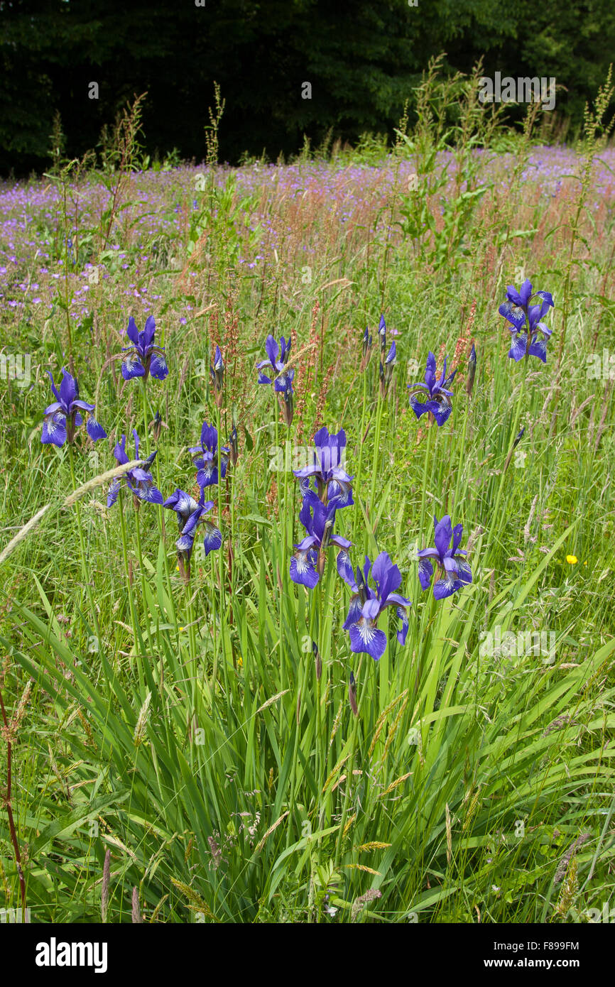Iris de Sibérie, drapeau de Sibérie, Sibirische Schwertlilie Wiesen-Schwertlilie Wiesen-Iris,,, Wieseniris, Iris sibirica Banque D'Images