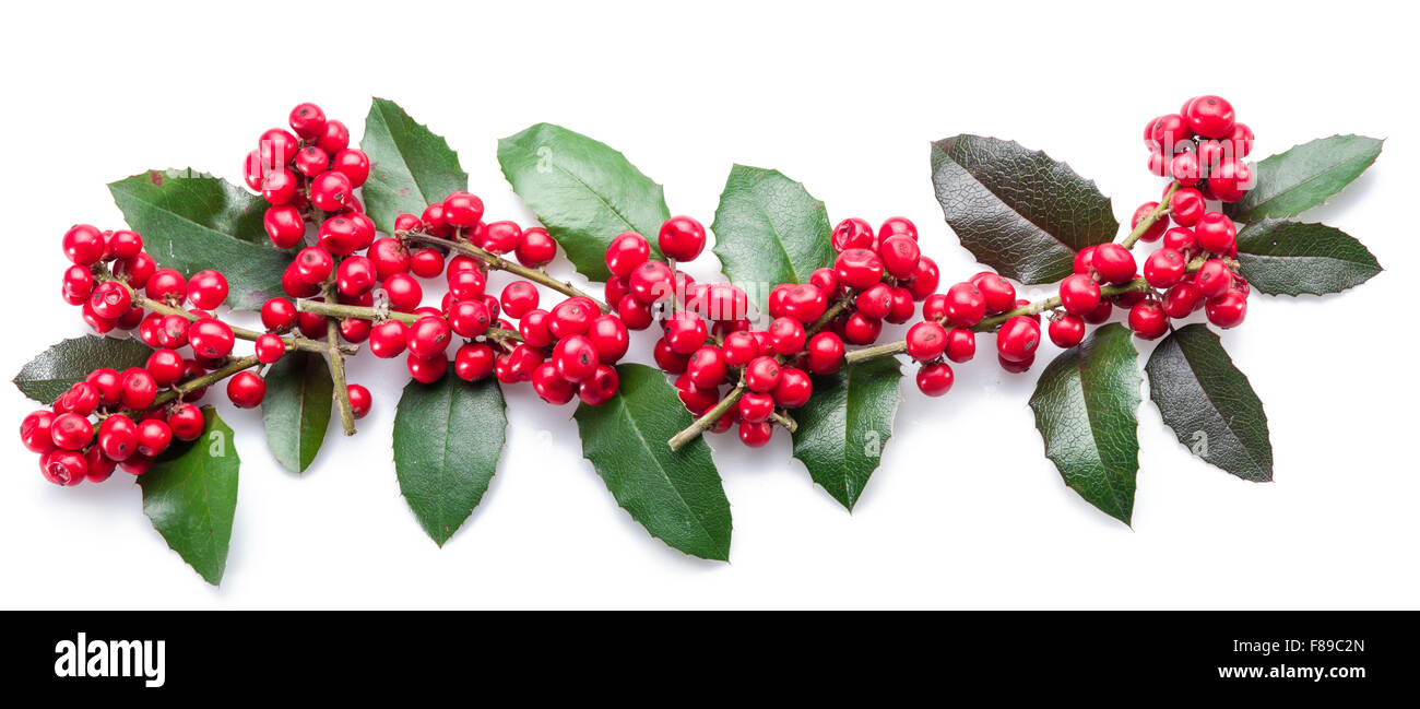 Le houx (Ilex) européen fruits et feuilles sur un fond blanc. Banque D'Images