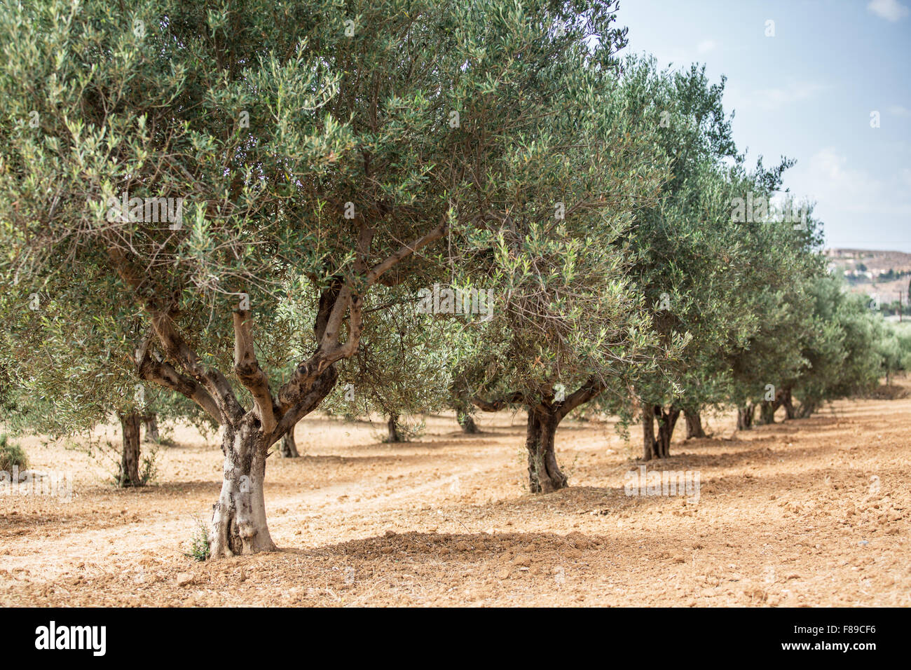 Le jardin des oliviers. Longue rangée d'arbres sur le fond de ciel. Banque D'Images