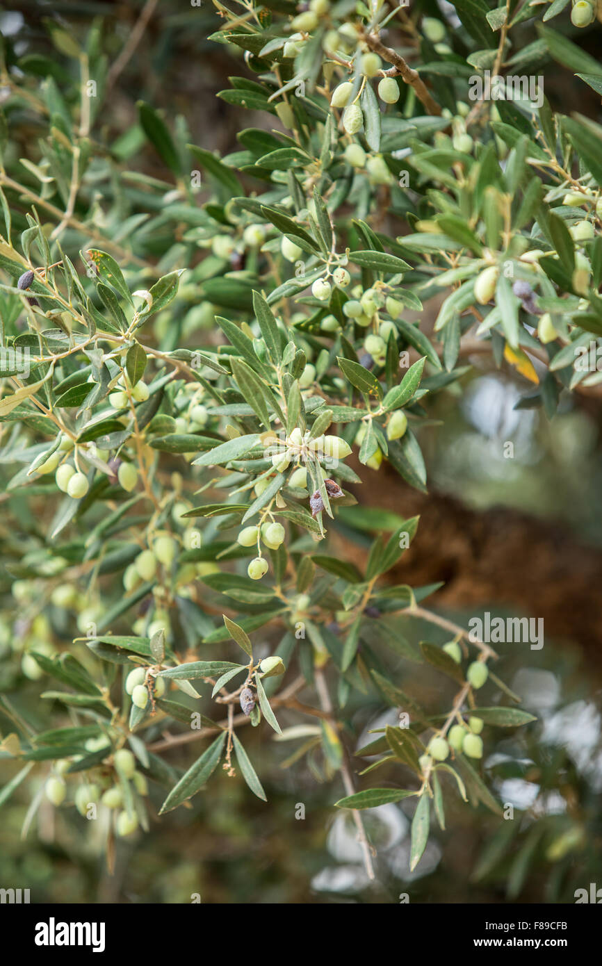 Branche de l'arbre d'olive avec des baies sur elle. Libre. Banque D'Images