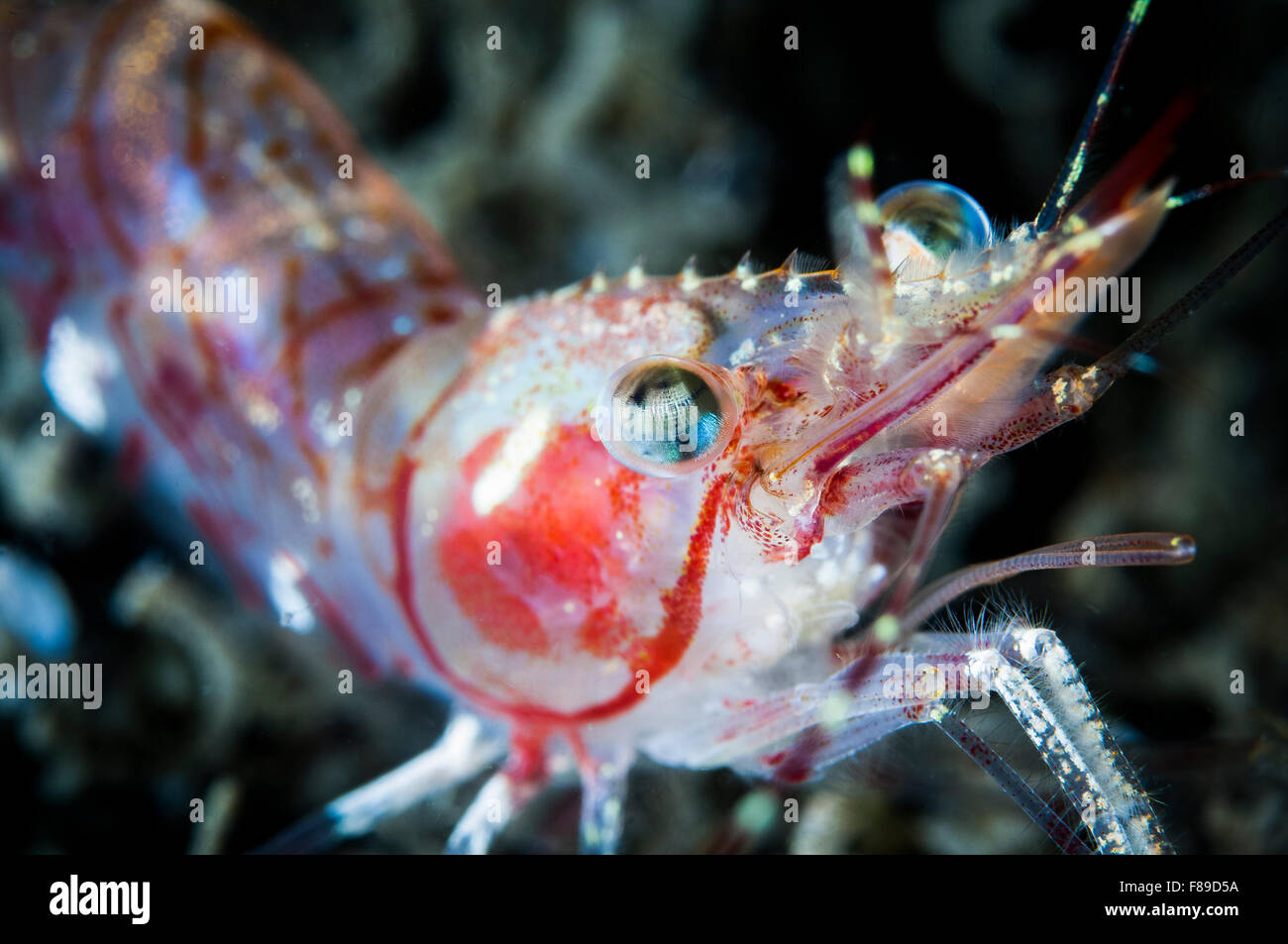 Crevette ésope sous l'eau dans l'estuaire du Saint-Laurent Banque D'Images