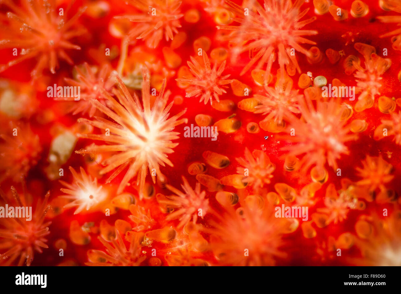 Close-up montrant la texture d'une tortue à Sun Star sous l'eau dans le Saint-Laurent Banque D'Images