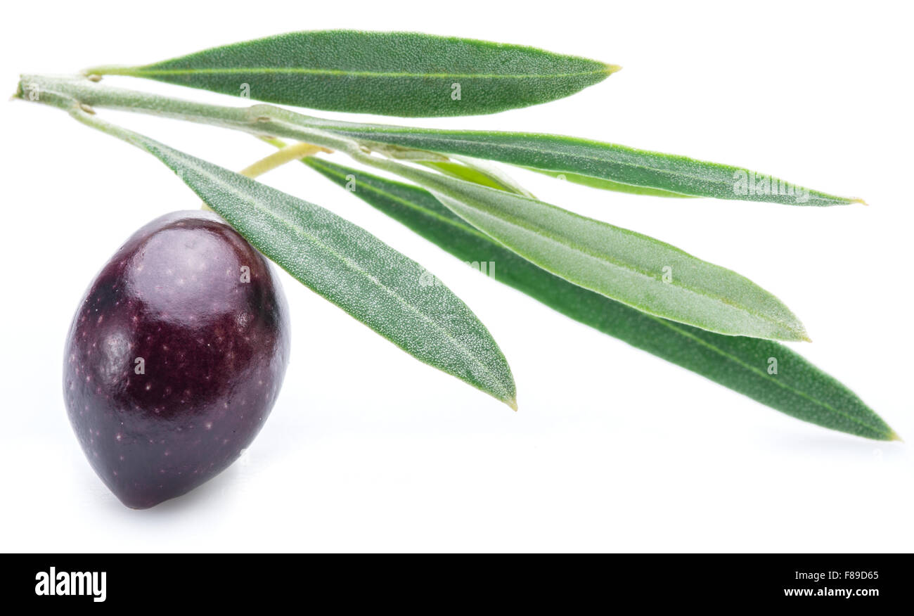 L'un à mi-maturité (semi-ripe) fresh berry d'olive avec des feuilles sur le fond blanc. Banque D'Images