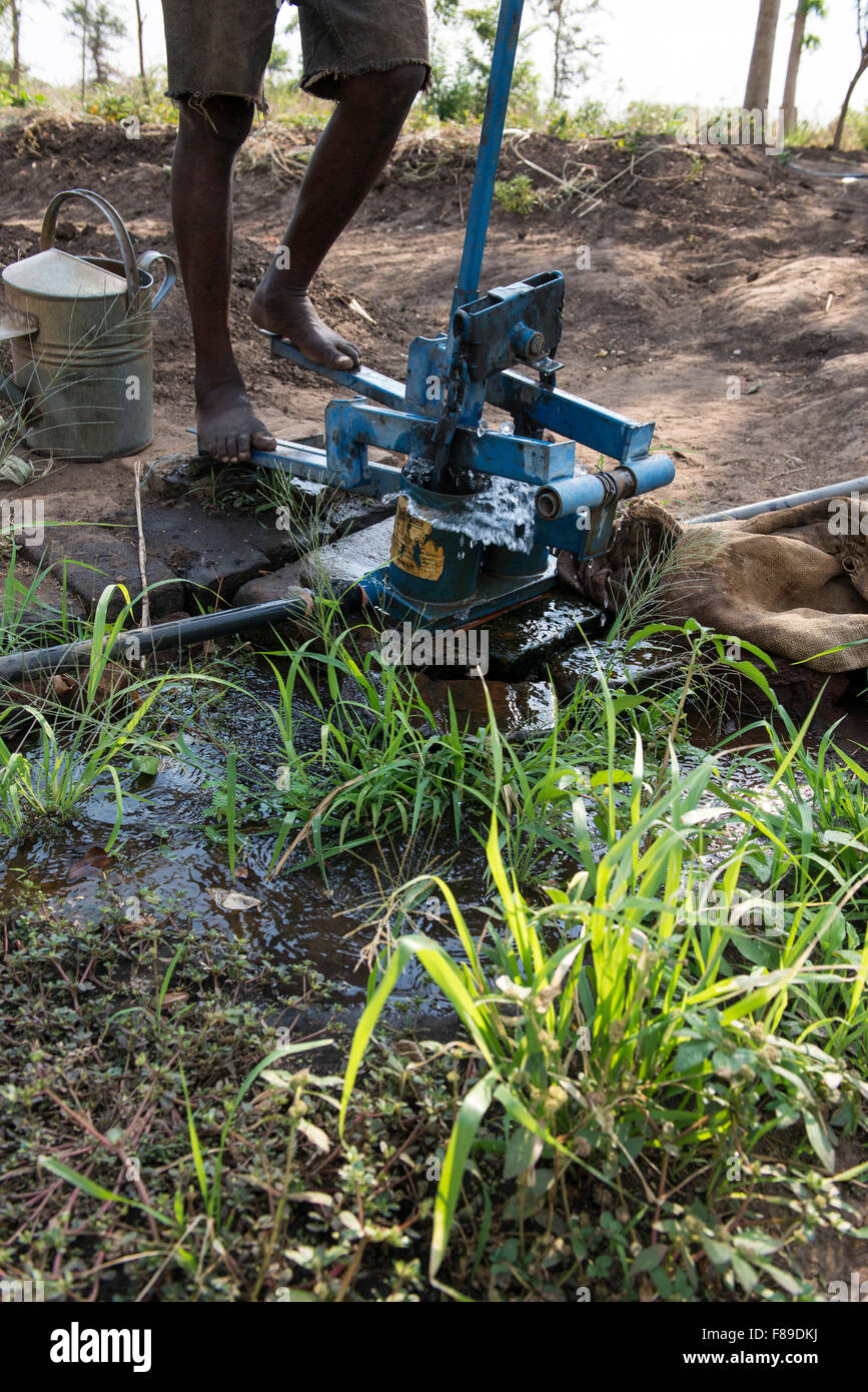 La ZAMBIE, Chipata, petit agriculteur irrigue de légumes avec la pedale pompe à eau ou pompe à pédales pour vendre des légumes pour générer un revenu supplémentaire Banque D'Images