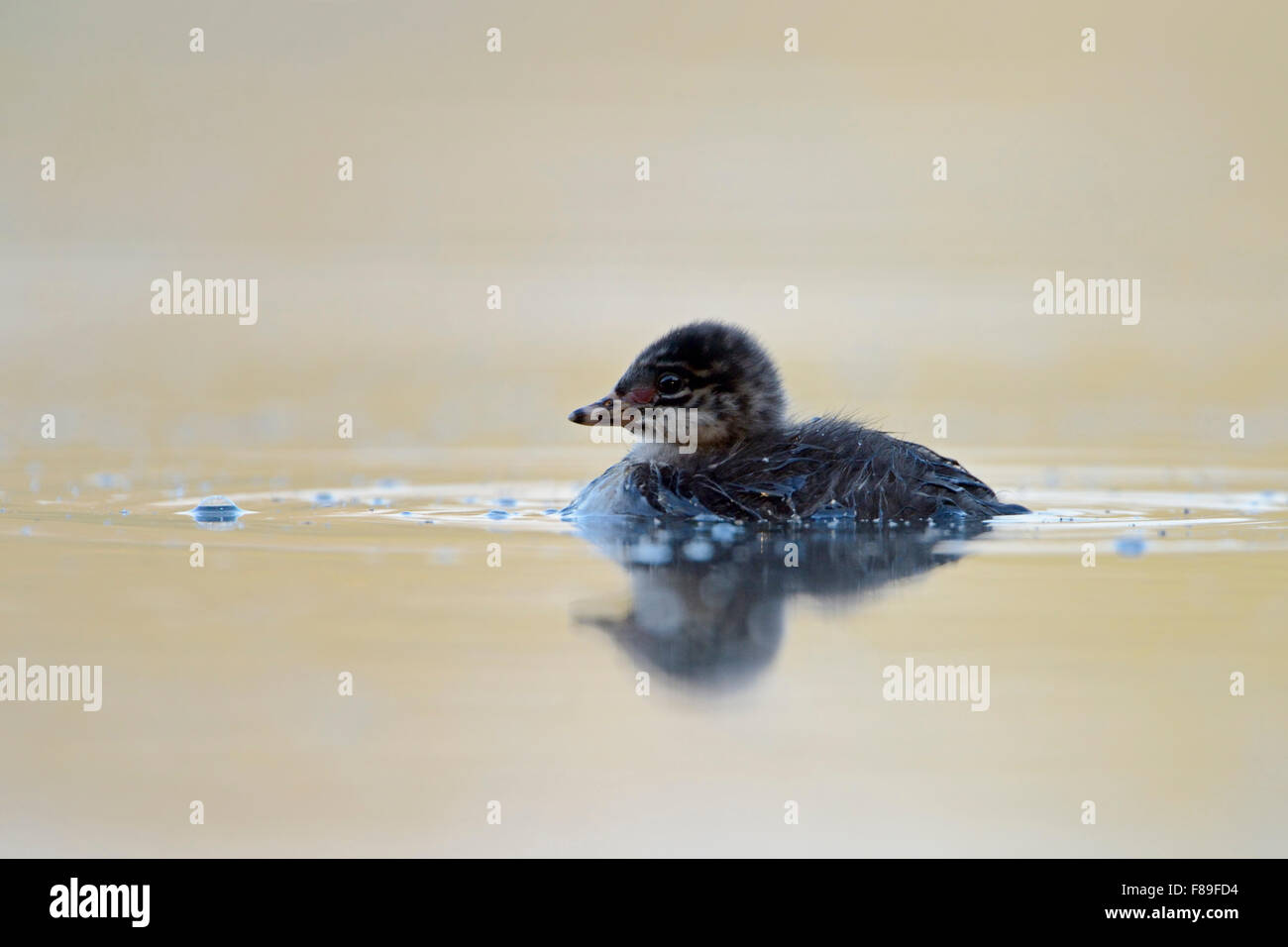 Enfants / Jeunes de Black-necked Grebe Grèbe / / Schwarzhalstaucher ( Podiceps nigricollis ). Banque D'Images