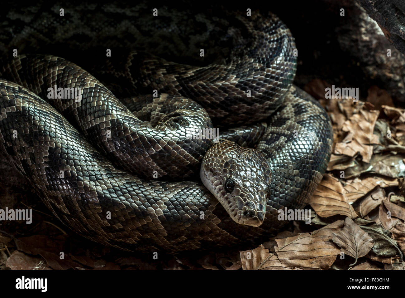 (Epicrates angulifer boa cubain / Chilabothrus angulifer) reposant recroquevillé sous roche, originaire de Cuba et les Bahamas Banque D'Images