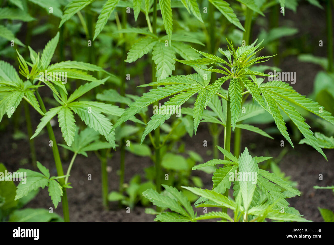 / Cannabis chanvre (Cannabis sativa) plantes croissant dans plantation Banque D'Images