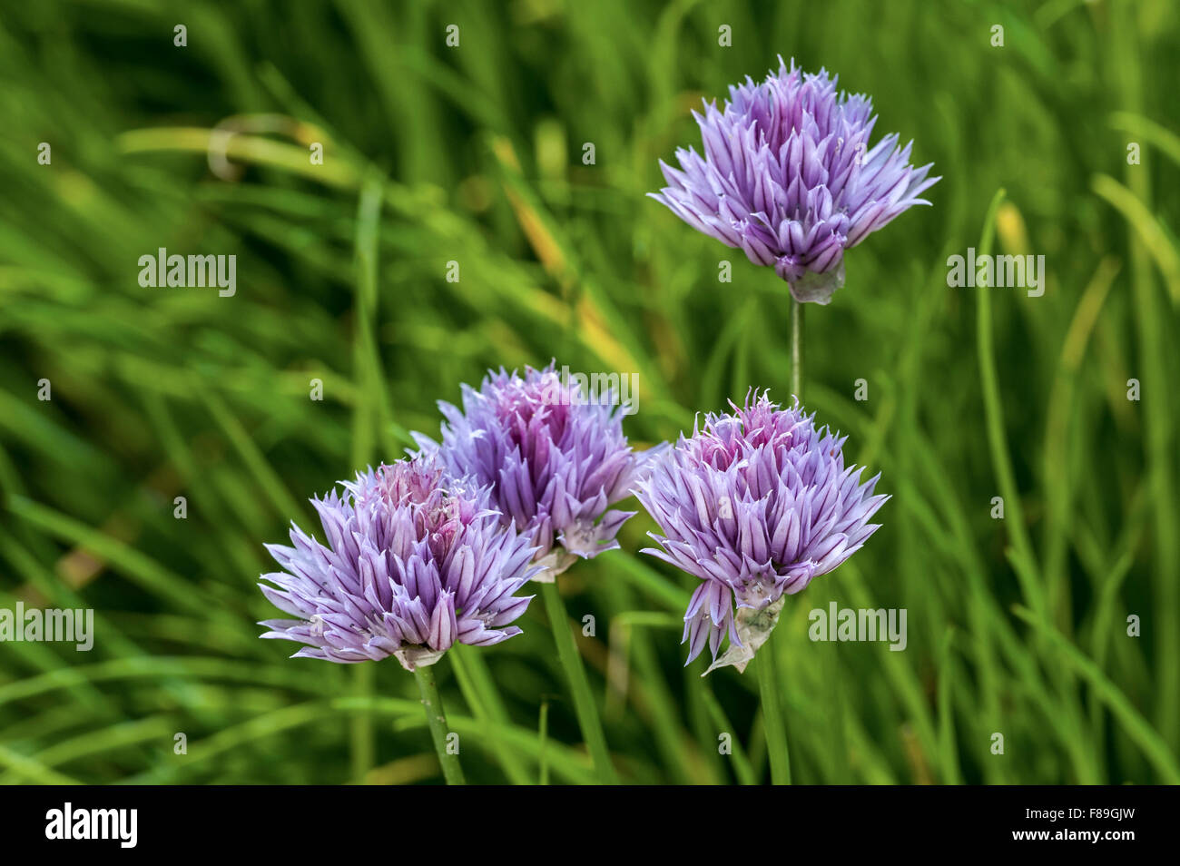 La ciboulette (Allium schoenoprasum) en fleurs Banque D'Images