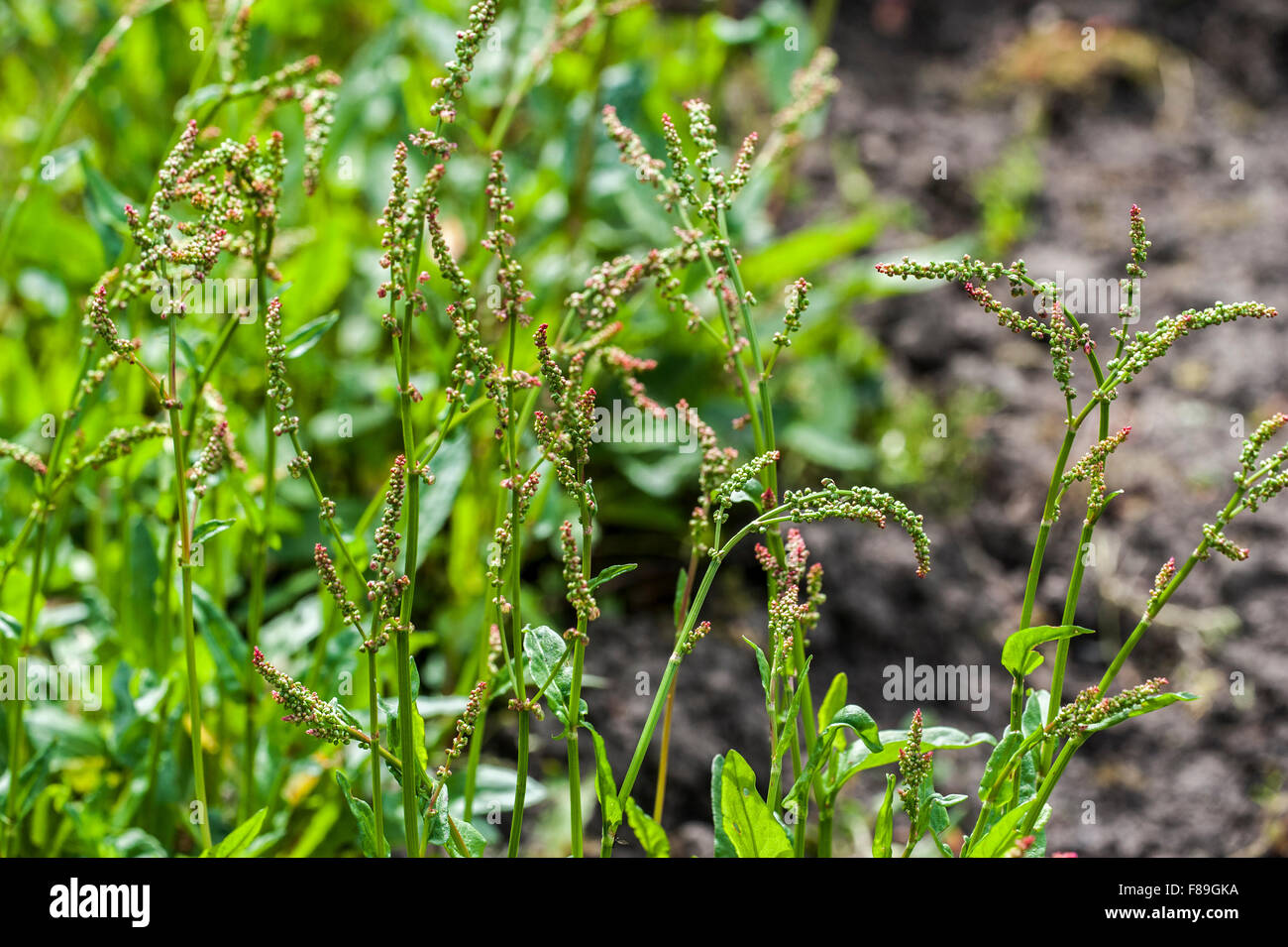 Jardin commun / oseille oseille (Rumex acetosa) en fleurs Banque D'Images