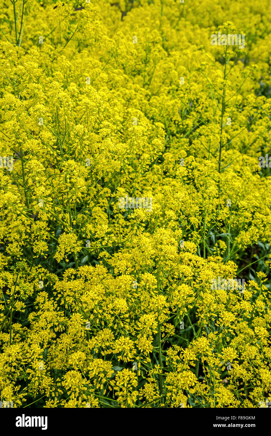 Dyer's pastel / glastum (Isatis tinctoria) en fleurs Banque D'Images