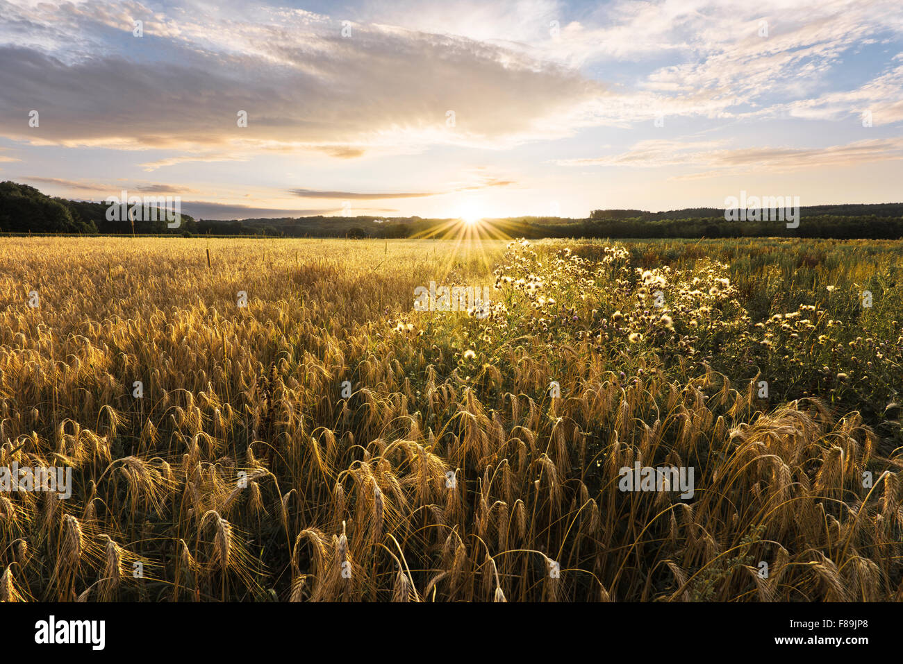 Cornfield, souabe bavaria, Germany, Europe Banque D'Images