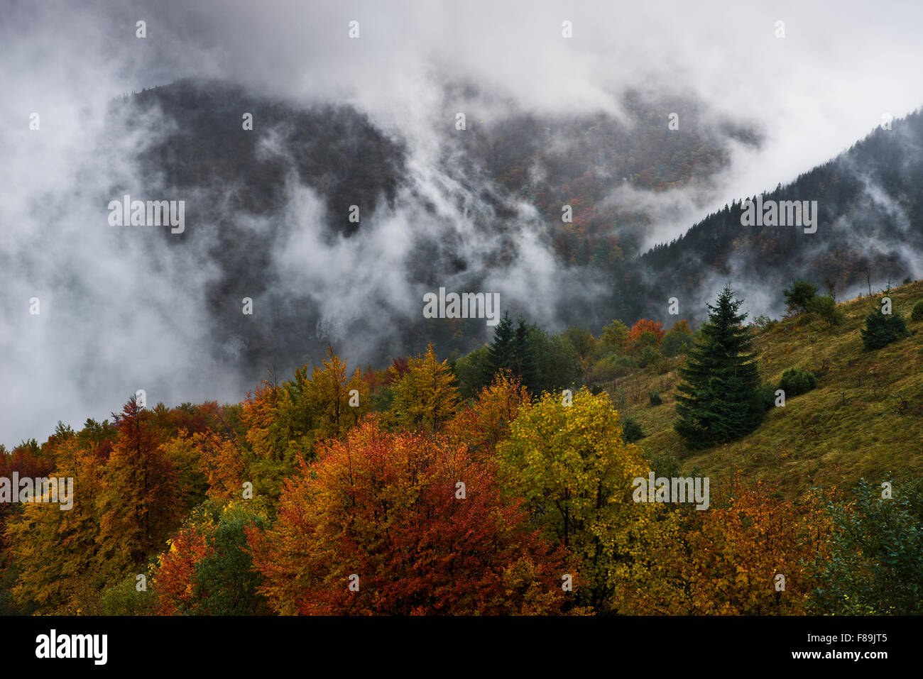 Forêt d'automne, les montagnes des Carpates, de la Slovaquie, de l'Europe Banque D'Images