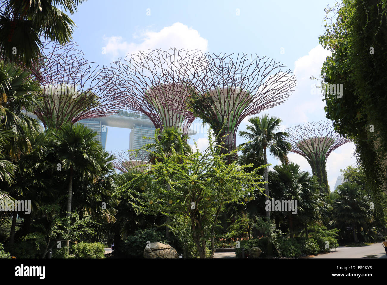 Jardin de la baie, à Singapour. Banque D'Images