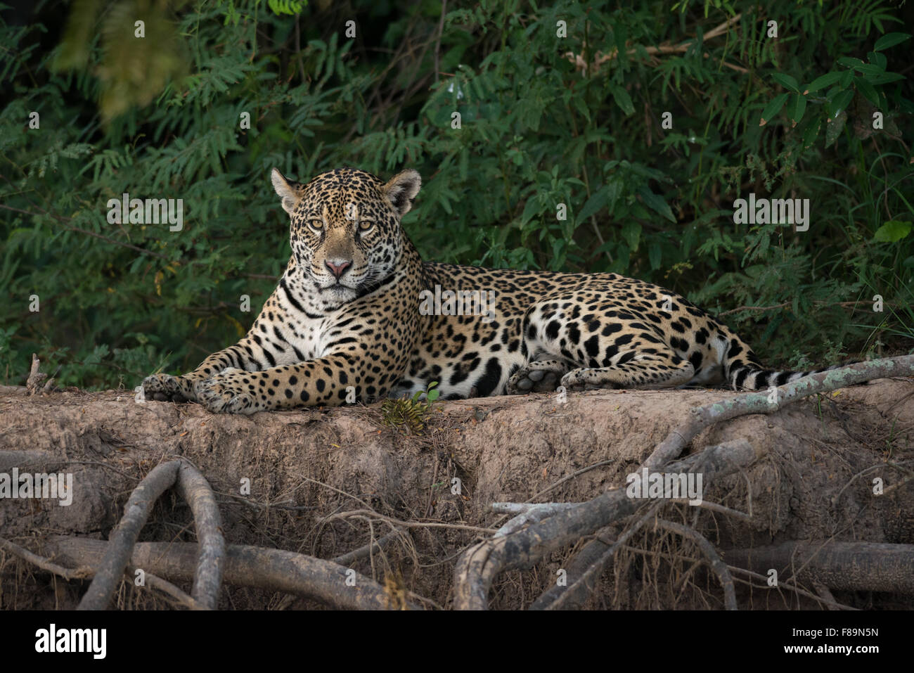 Un Jaguar du Pantanal Banque D'Images