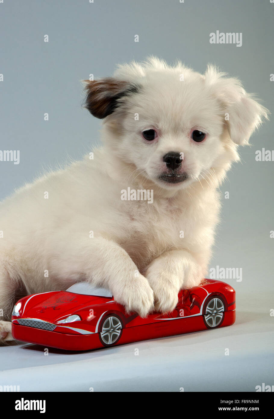 Portrait d'un chiot de compagnon se mélange avec le jouet rouge voiture. arrière-plan gris, format vertical. Banque D'Images