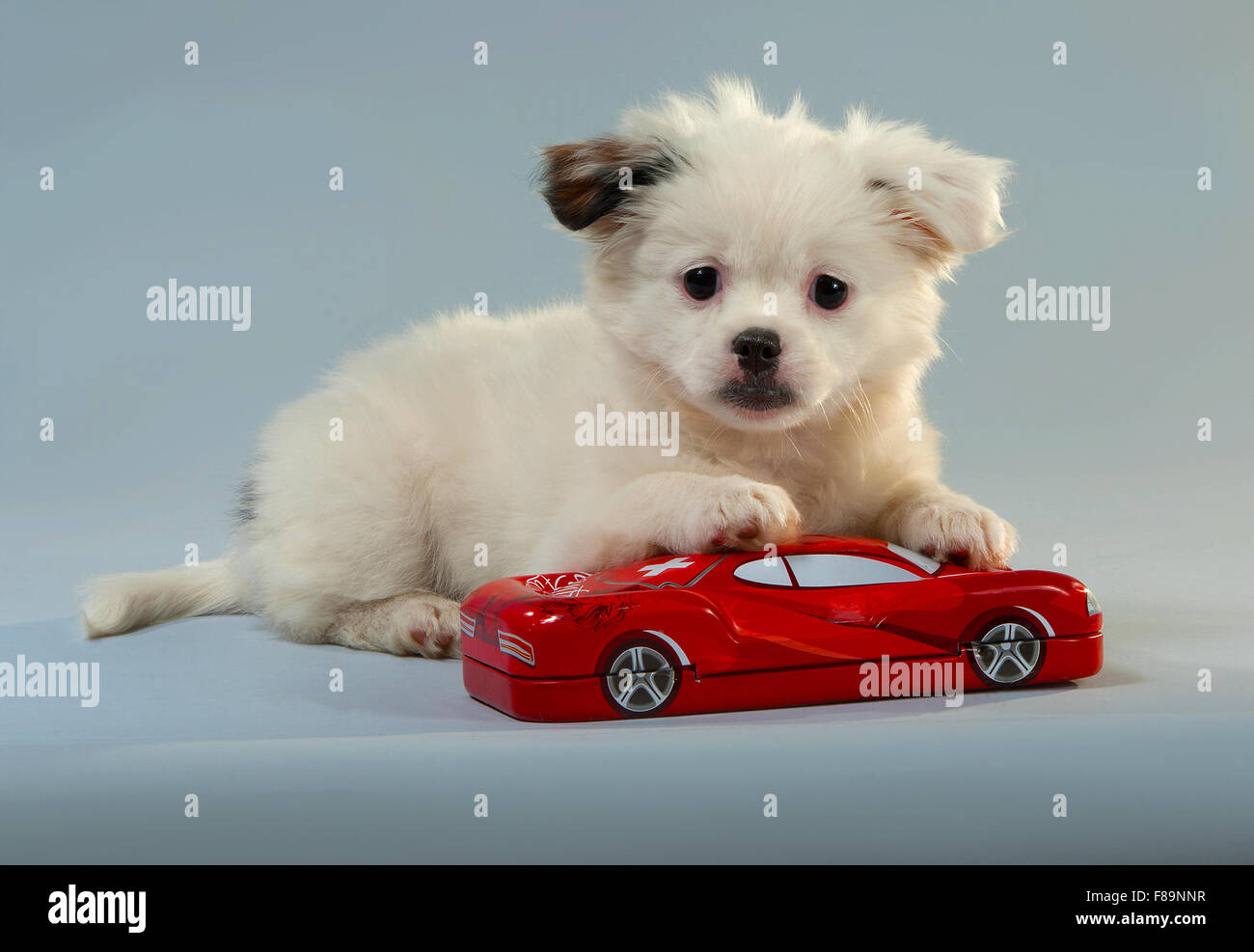 Portrait d'un chiot de compagnon se mélange avec le jouet rouge voiture. arrière-plan gris, format horizontal. Banque D'Images
