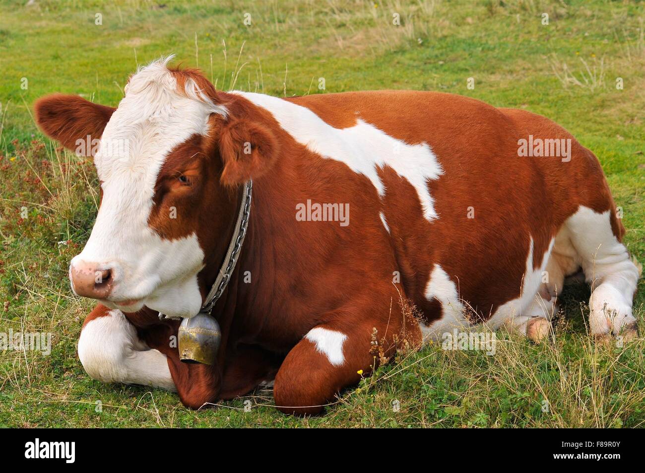 Une grande vache brun et blanc fixant dans un champ Banque D'Images