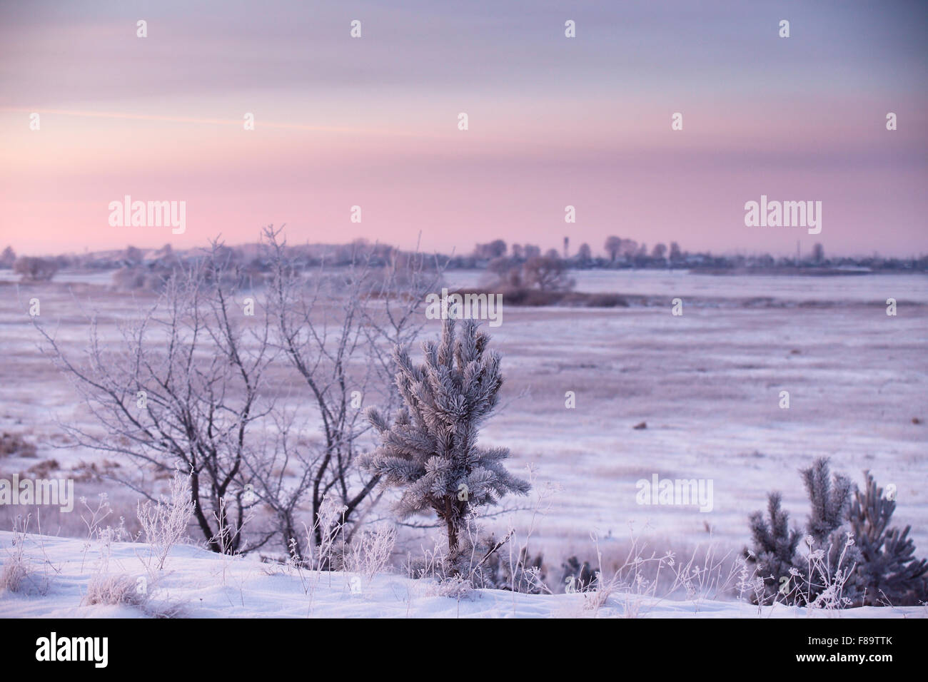 Matin d'hiver au Bélarus. Janvier près de Minsk. Banque D'Images