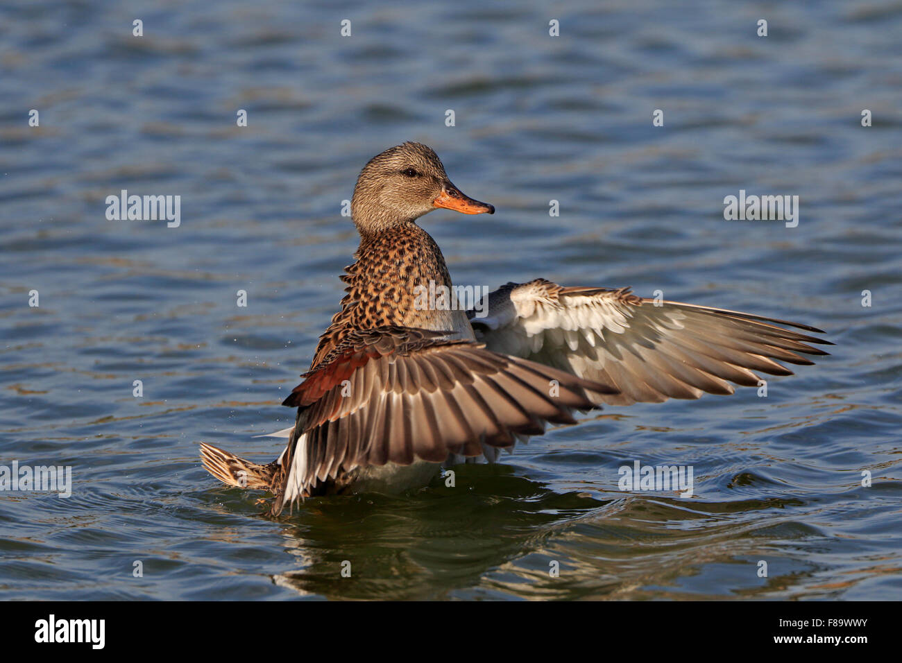 Le Canard chipeau mâle battre des ailes Banque D'Images