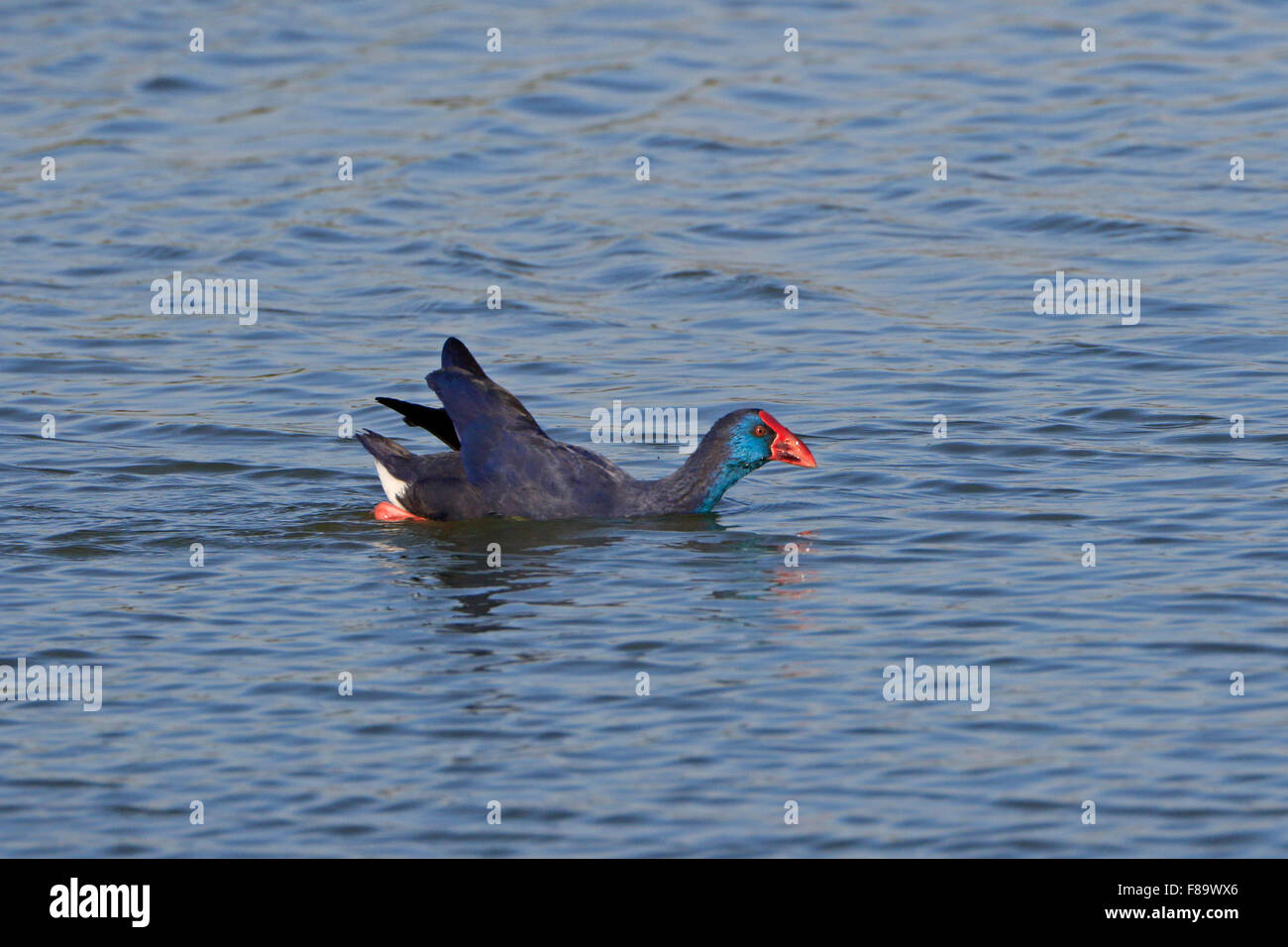 Purple Swamp-hen natation en hiver au Portugal Banque D'Images