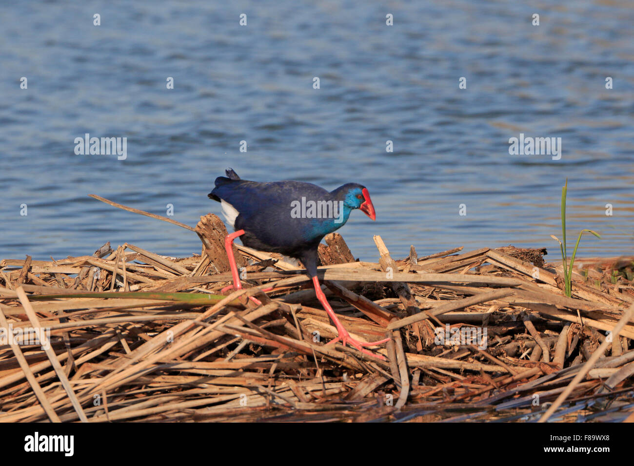 Purple Swamp-hen marcher plus de roseaux aplatis montrant ses grands pieds Banque D'Images