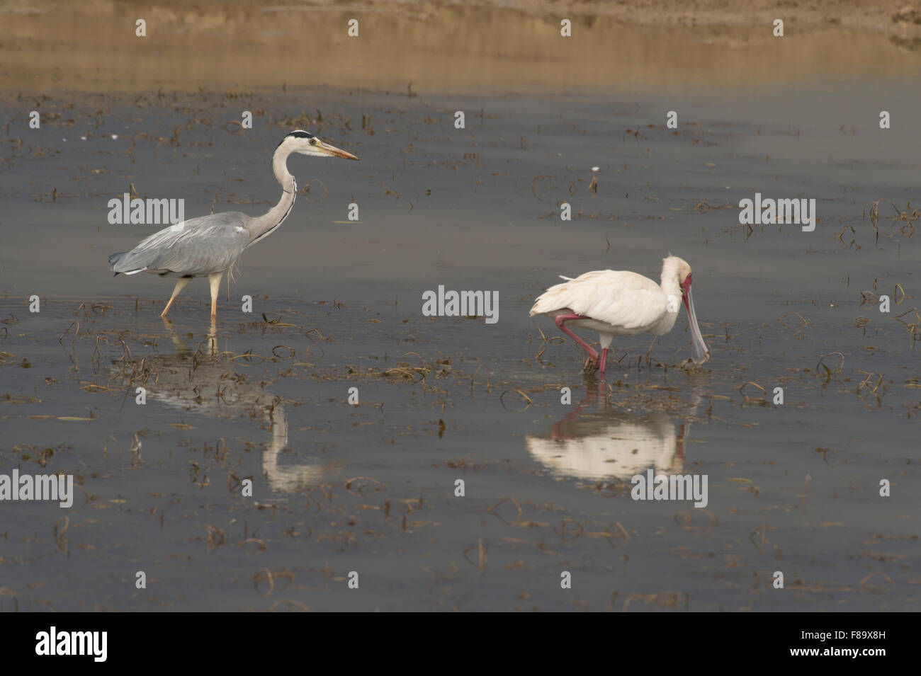 African spoonbill pataugeant dans l'eau Banque D'Images
