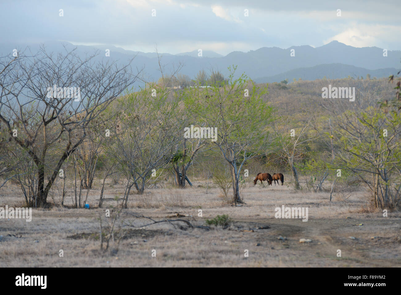 Chevaux sauvages paissant dans un pâturage sec dans la ville de Juana Diaz, Puerto Rico. L'île des Caraïbes. USA territoire. Banque D'Images