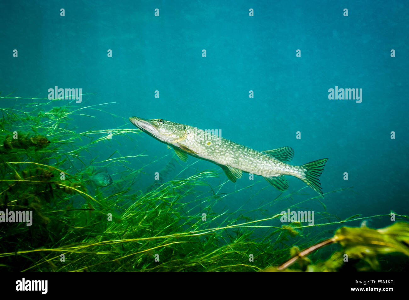 Le grand brochet sous l'eau dans le Saint-Laurent Banque D'Images