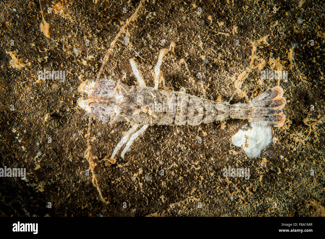 La crevette de sable sous l'eau dans le Saint-Laurent Banque D'Images