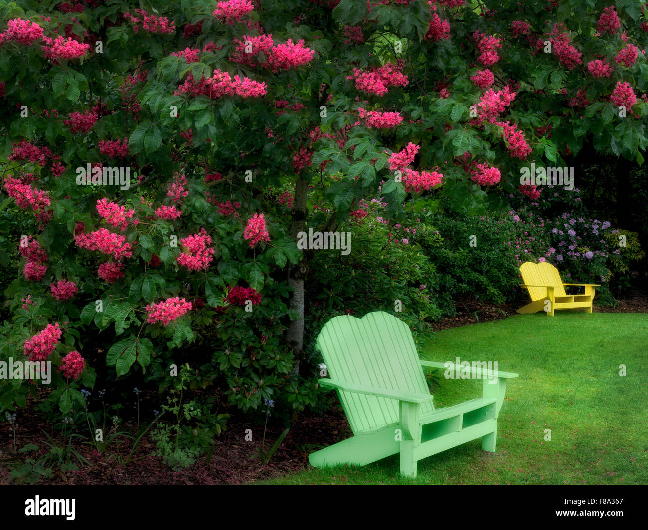 Chaises et les marronniers en fleurs. Schrieners Iris Gardens. Oregon Banque D'Images