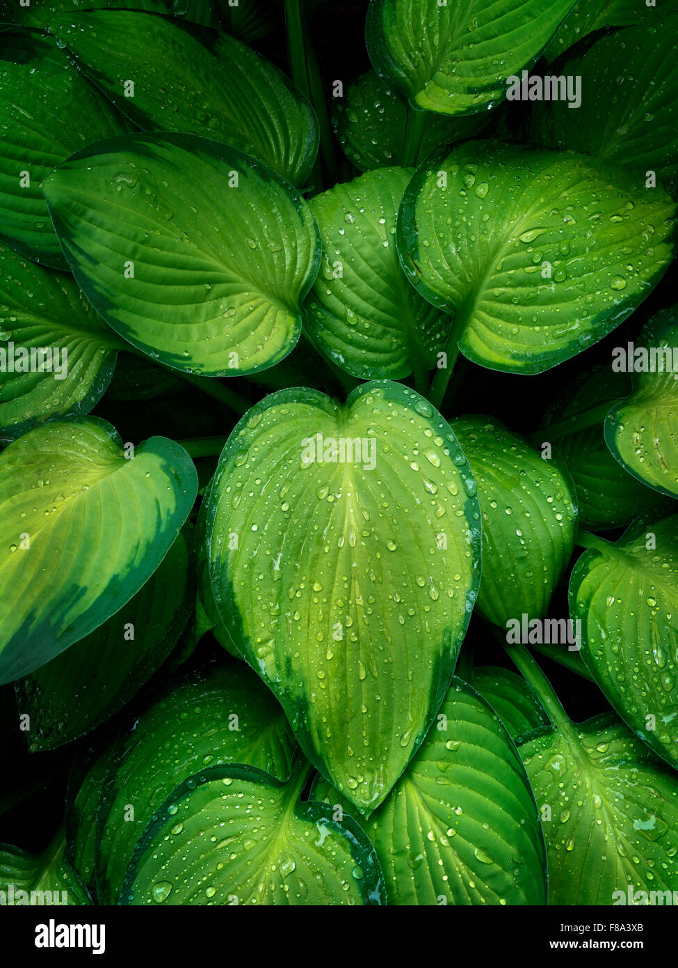 Close up de Hosta plante avec des gouttes de pluie. Schrieners Iris Gardens. Oregon Banque D'Images