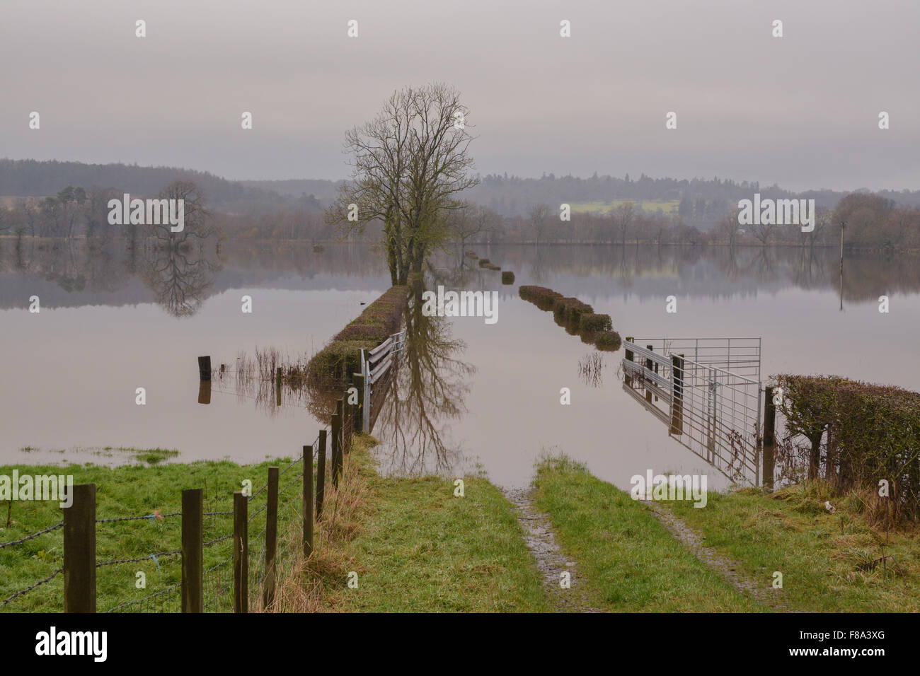 Champs inondés après de très fortes pluies - Carse de Stirling, Scotland, UK Banque D'Images