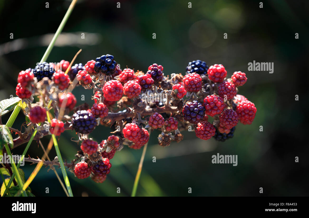 Mûres. Banque D'Images