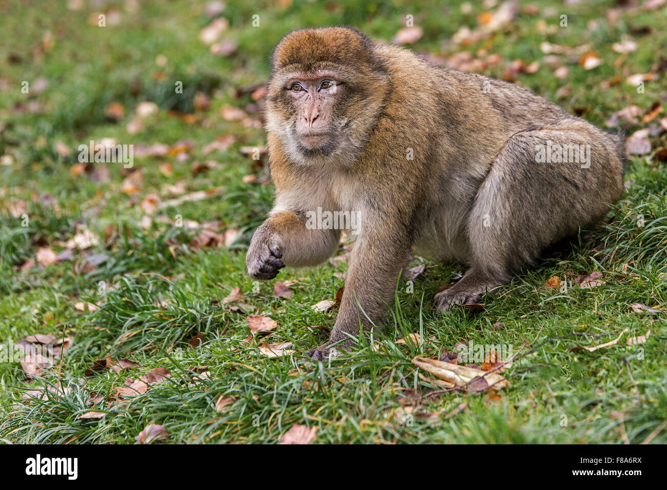 Barbary Macaque Macaca sylvanus Banque D'Images