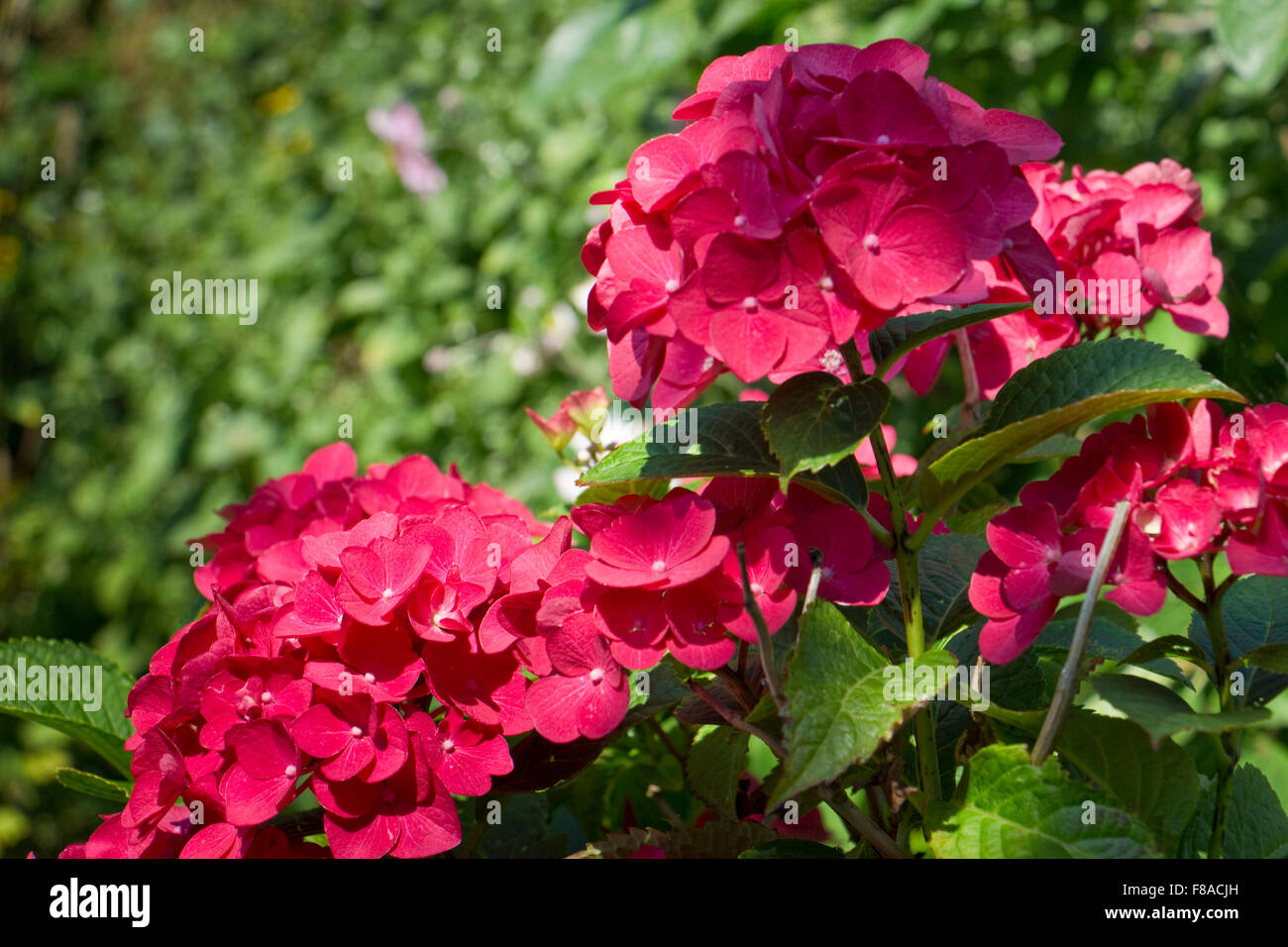 L'Hydrangea Macro. Dark Angel. Banque D'Images