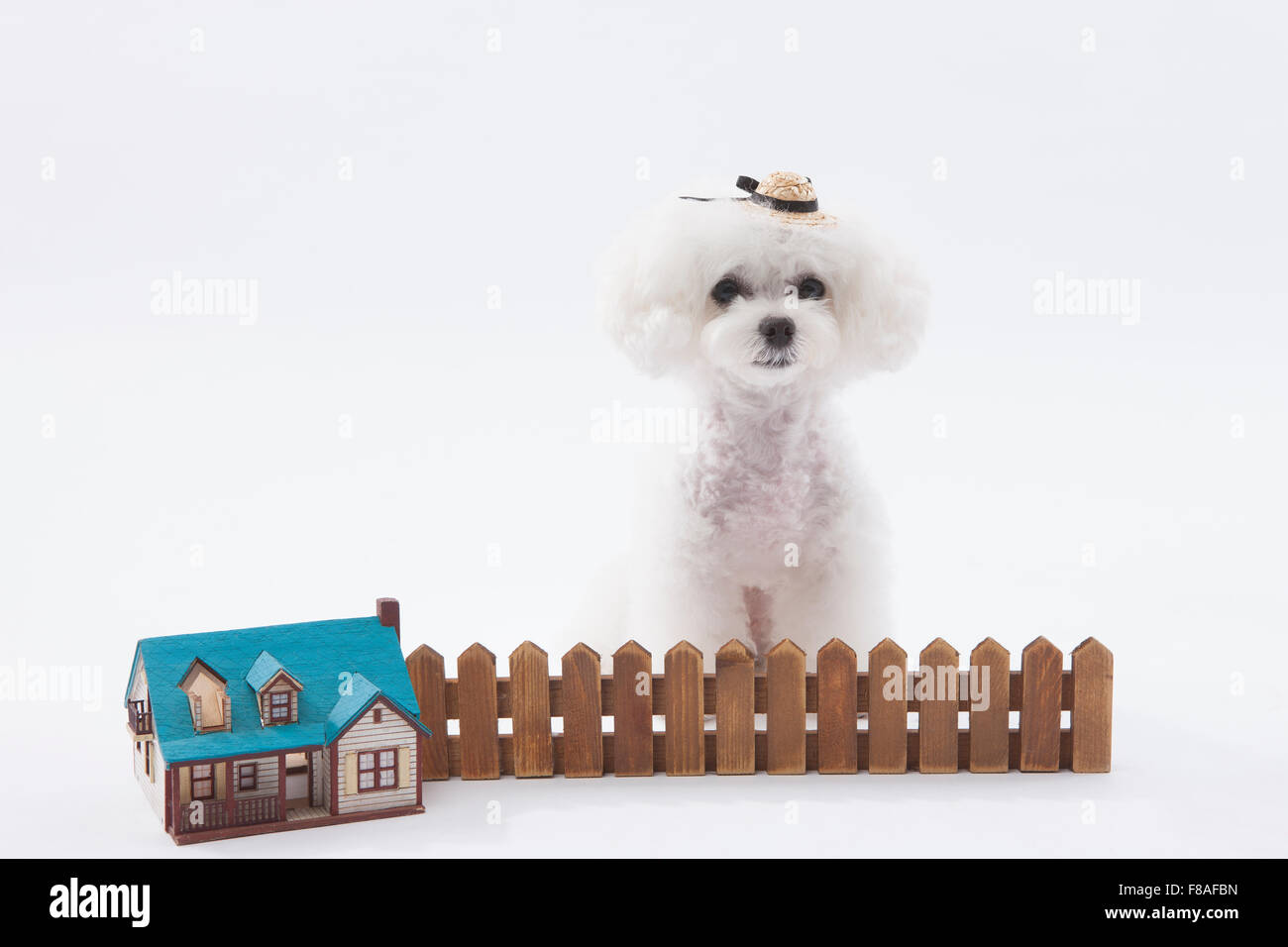Bichon Frise debout derrière la maison miniature et portant un petit hat clôture Banque D'Images
