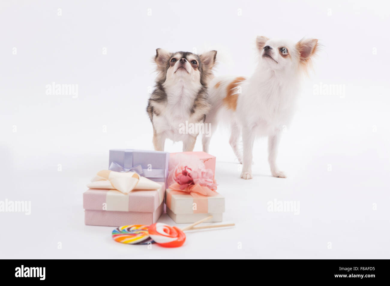 Deux Chihuahuas avec coffrets cadeaux et sucettes regardant fixement vers le haut Banque D'Images