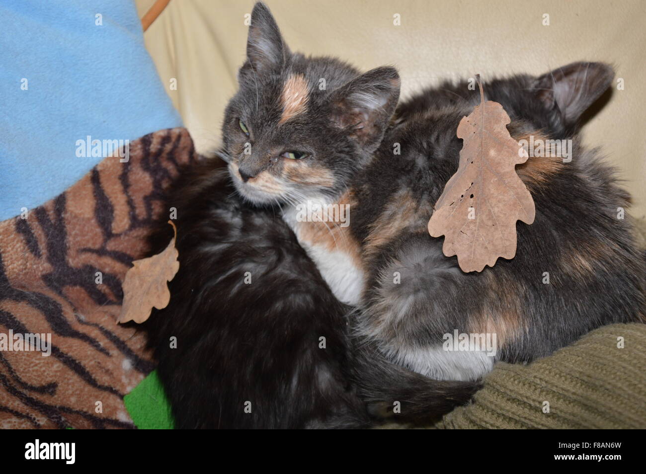 Chat Bebe Banque De Photographies Et D Images A Haute Resolution Alamy